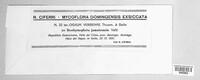 Oidium verbenae image